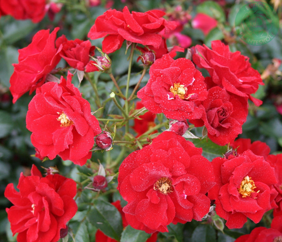 Rosa Austriana