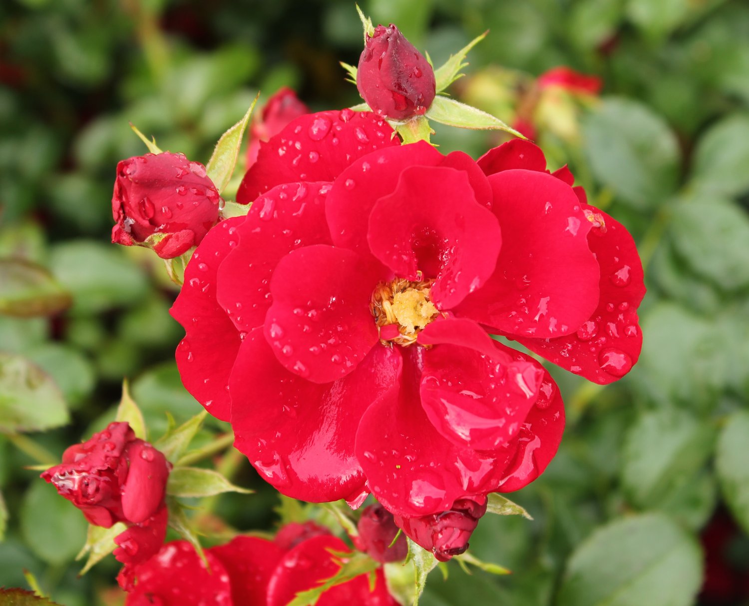 Rosa Austriana
