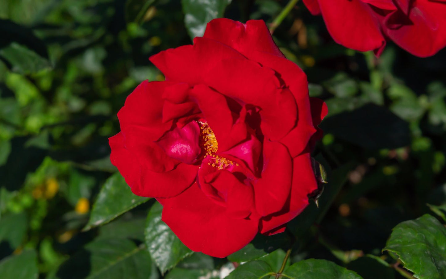 Rosa Austriana