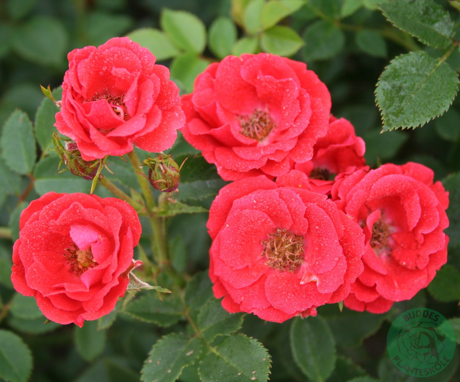 Rosa CHARMING COVER®