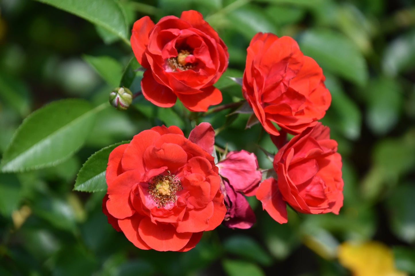 Rosa CHARMING COVER®