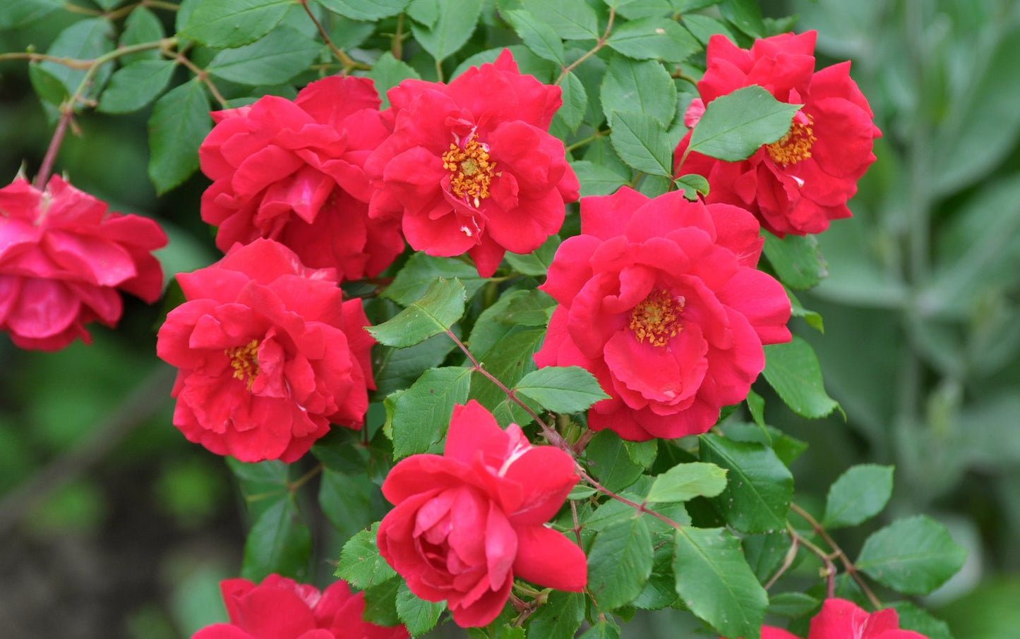 Rosa CHARMING COVER®