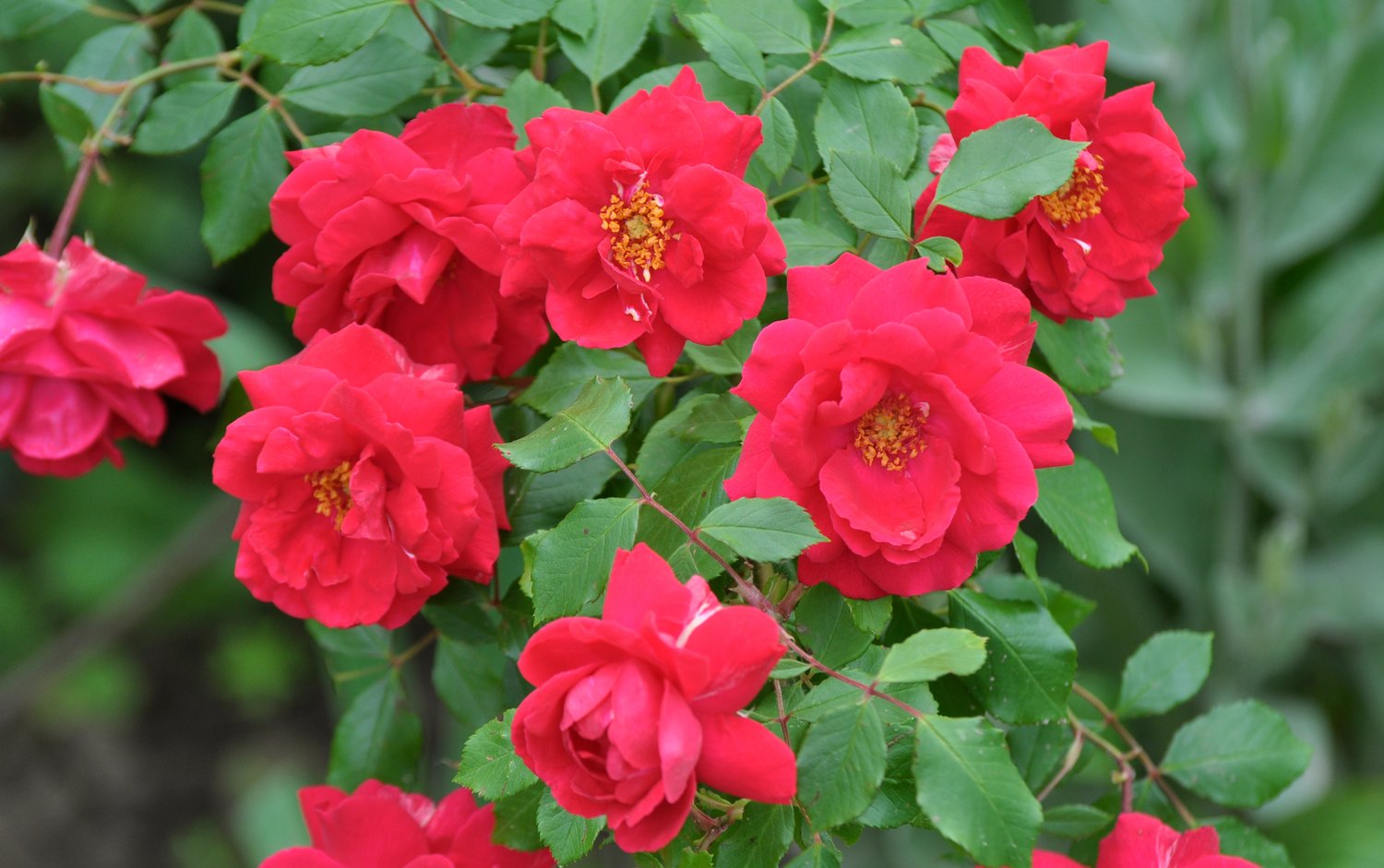 Rosa CHARMING COVER®