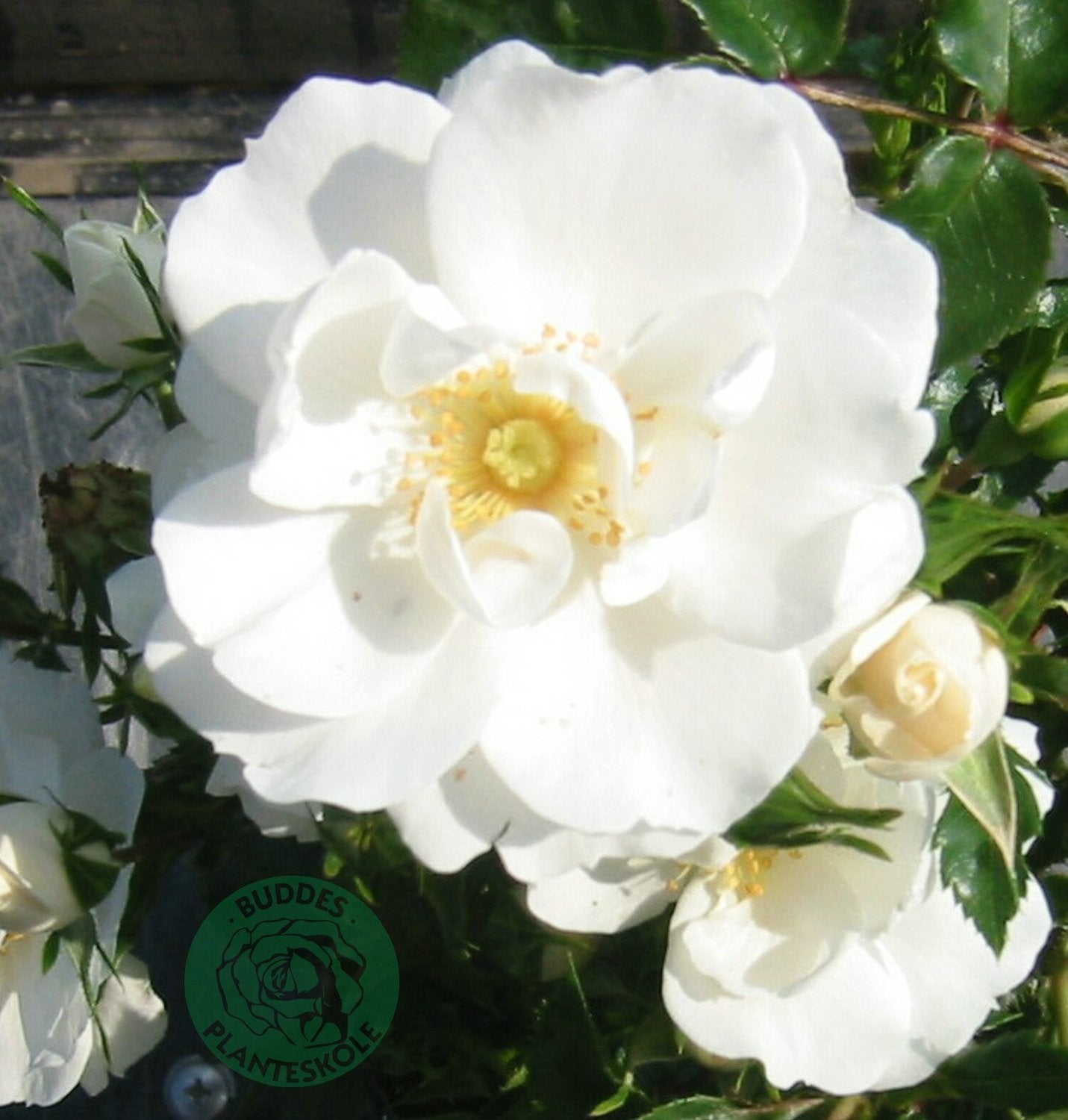 Rosa Diamond Border