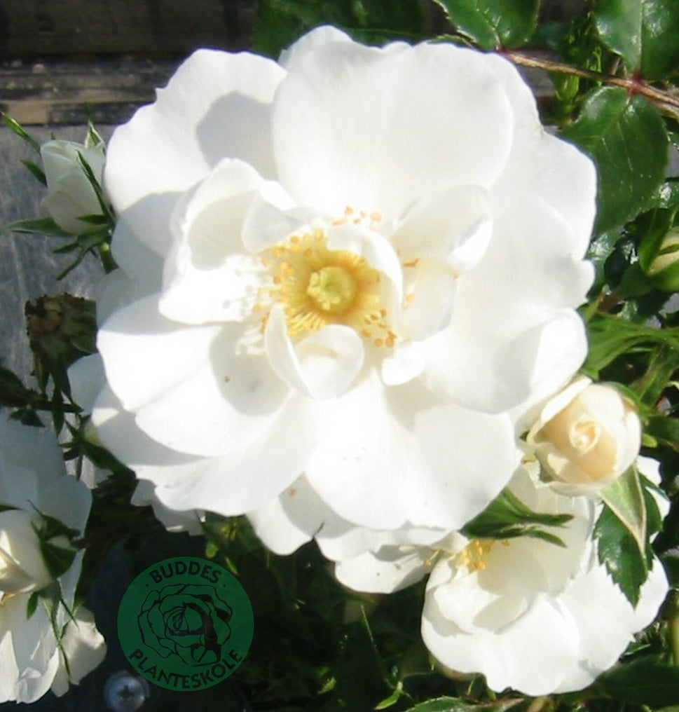 Rosa Diamond Border