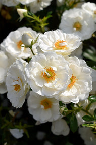 Rosa Diamond Border