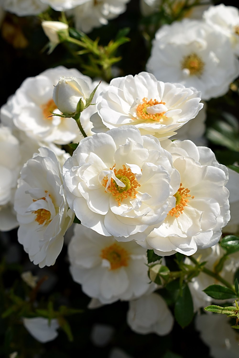 Rosa Diamond Border