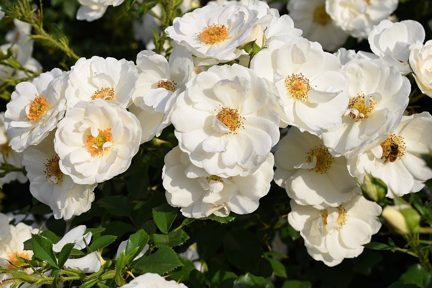 Rosa Diamond Border