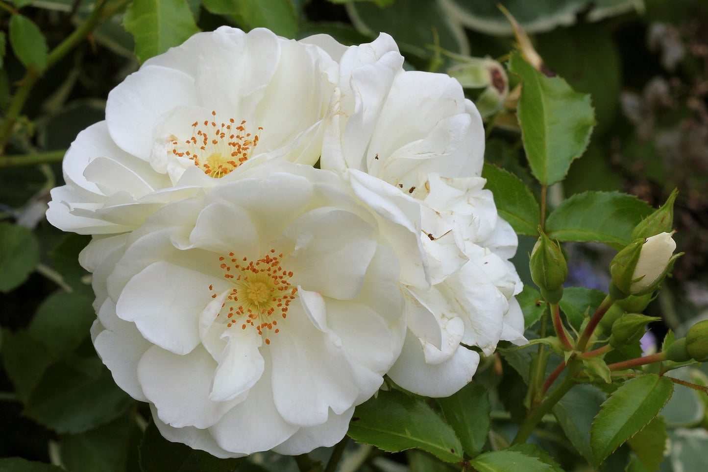 Rosa Diamond Border