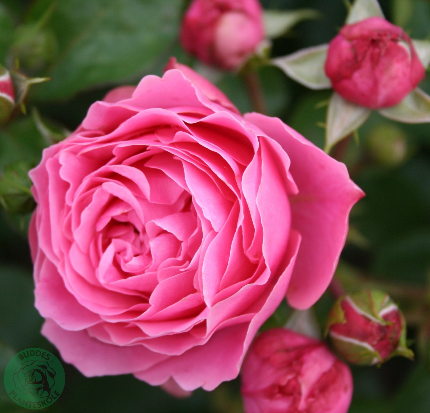 Rosa Leonardo Da Vinci