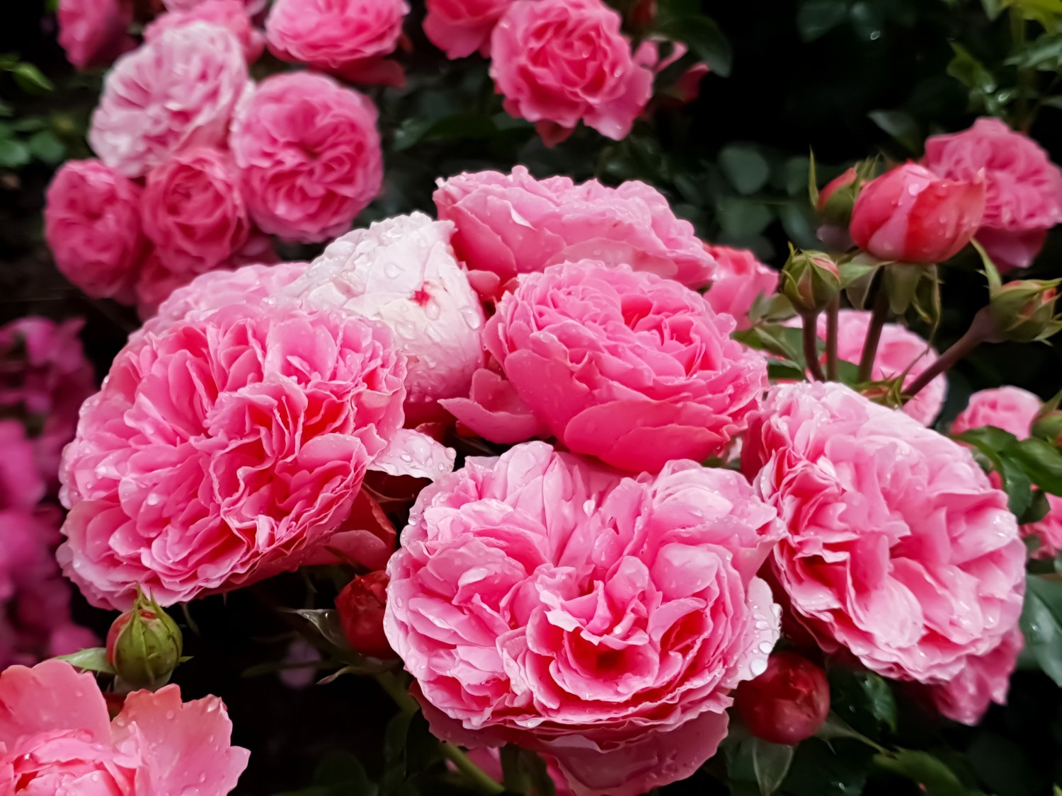 Rosa Leonardo Da Vinci