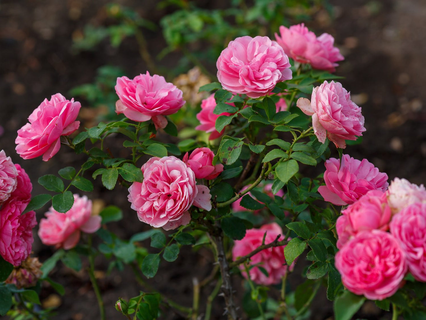 Rosa Leonardo Da Vinci