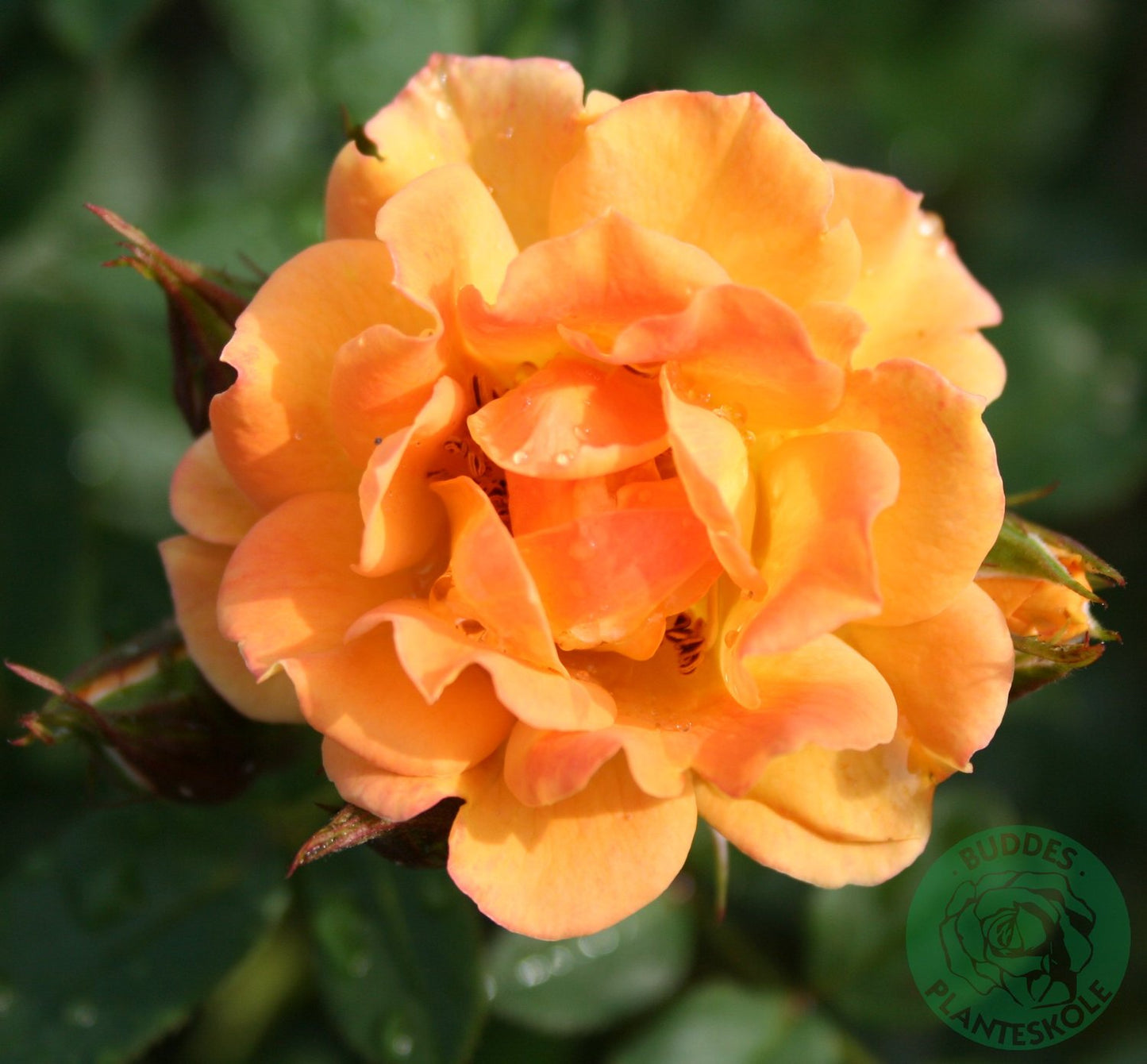 Rosa FLAMING COVER®