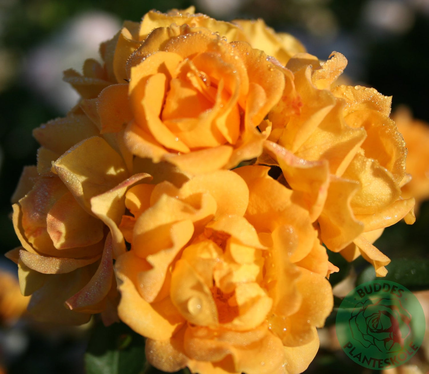 Rosa FLAMING COVER®