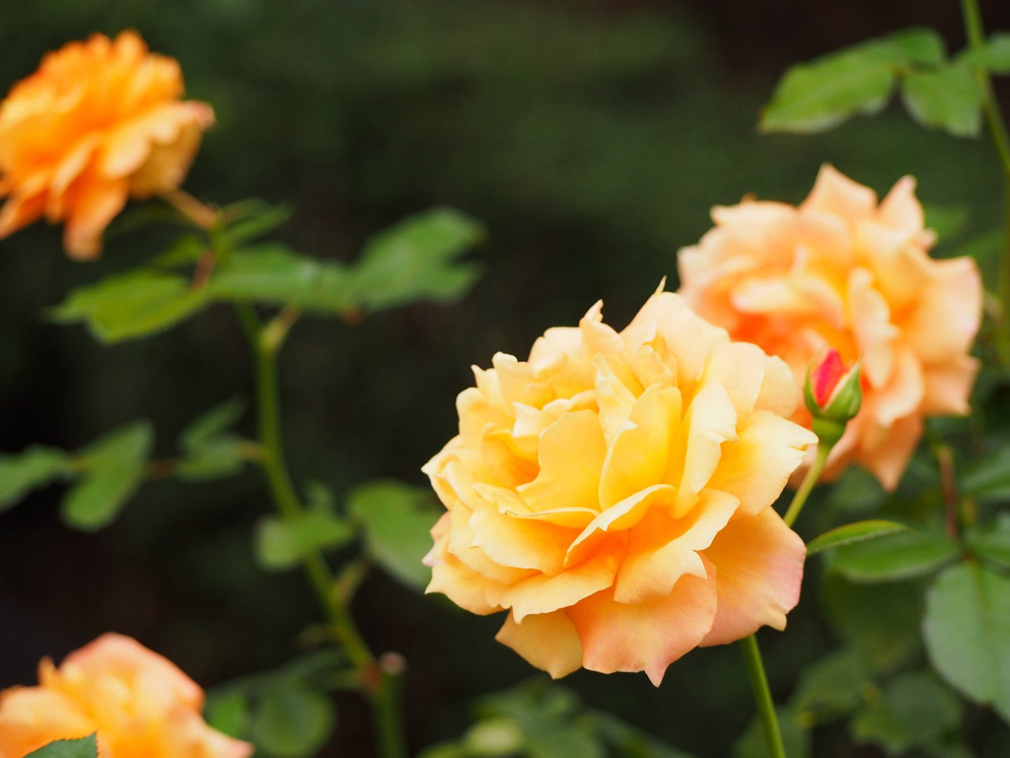 Rosa FLAMING COVER®
