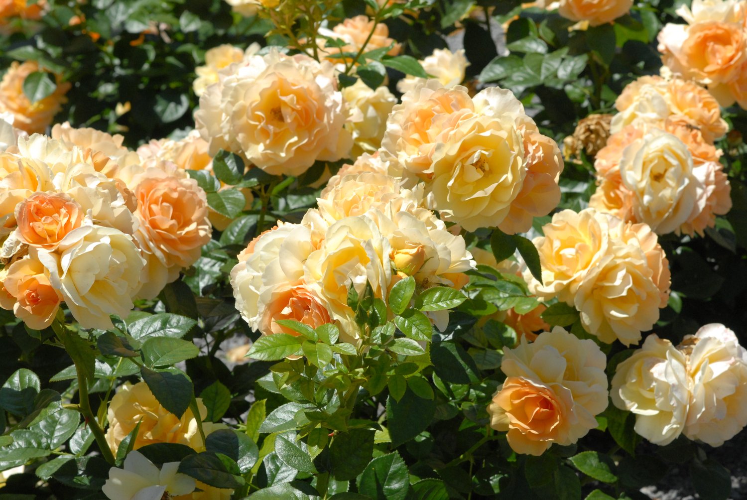 Rosa FLAMING COVER®