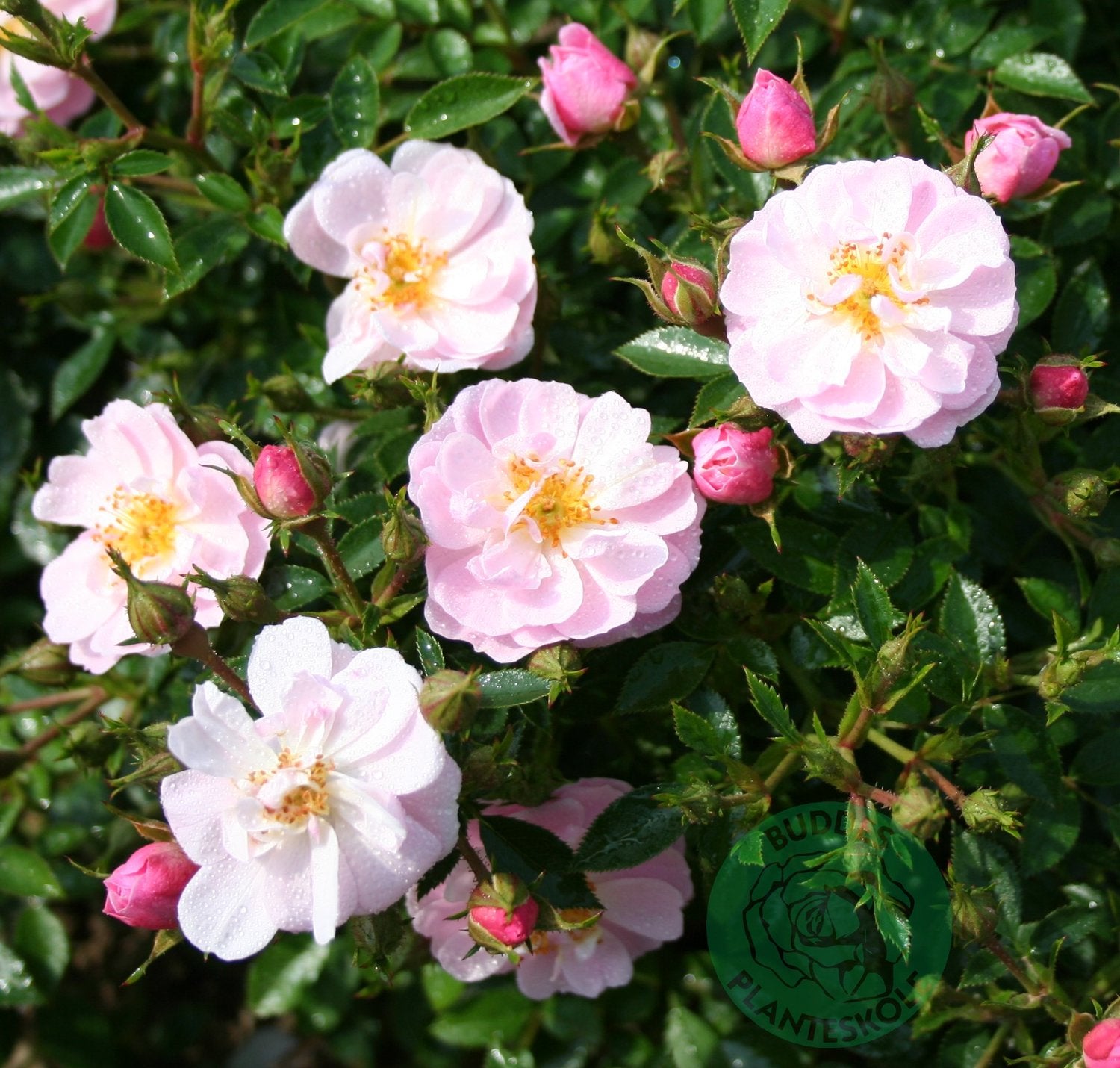 Rosa Gentle Cover