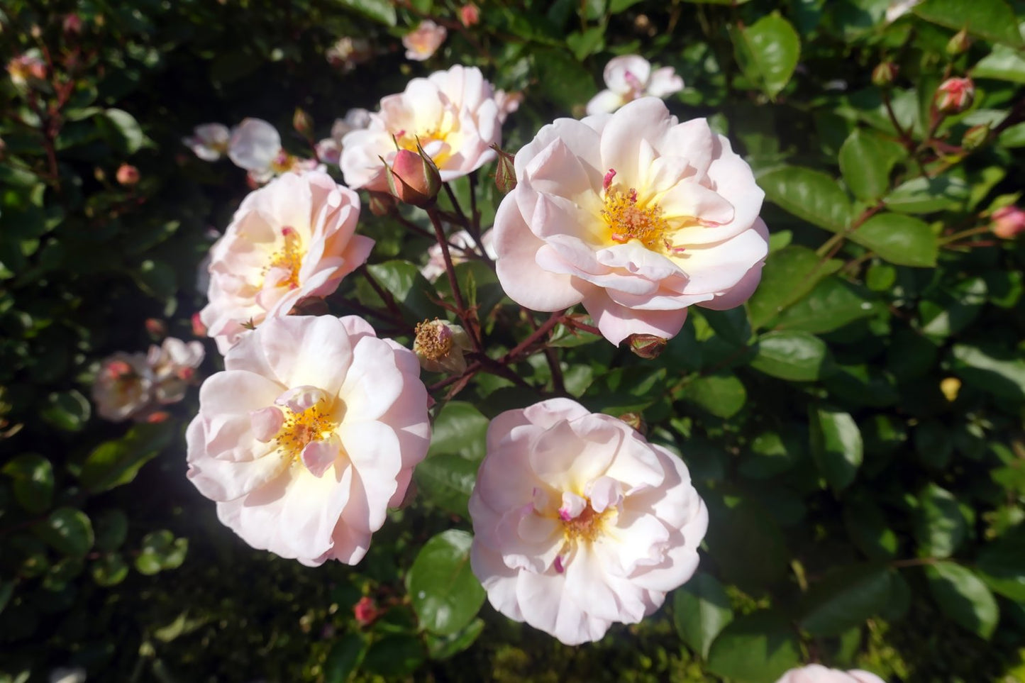 Rosa Gentle Cover