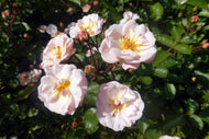 Rosa Gentle Cover