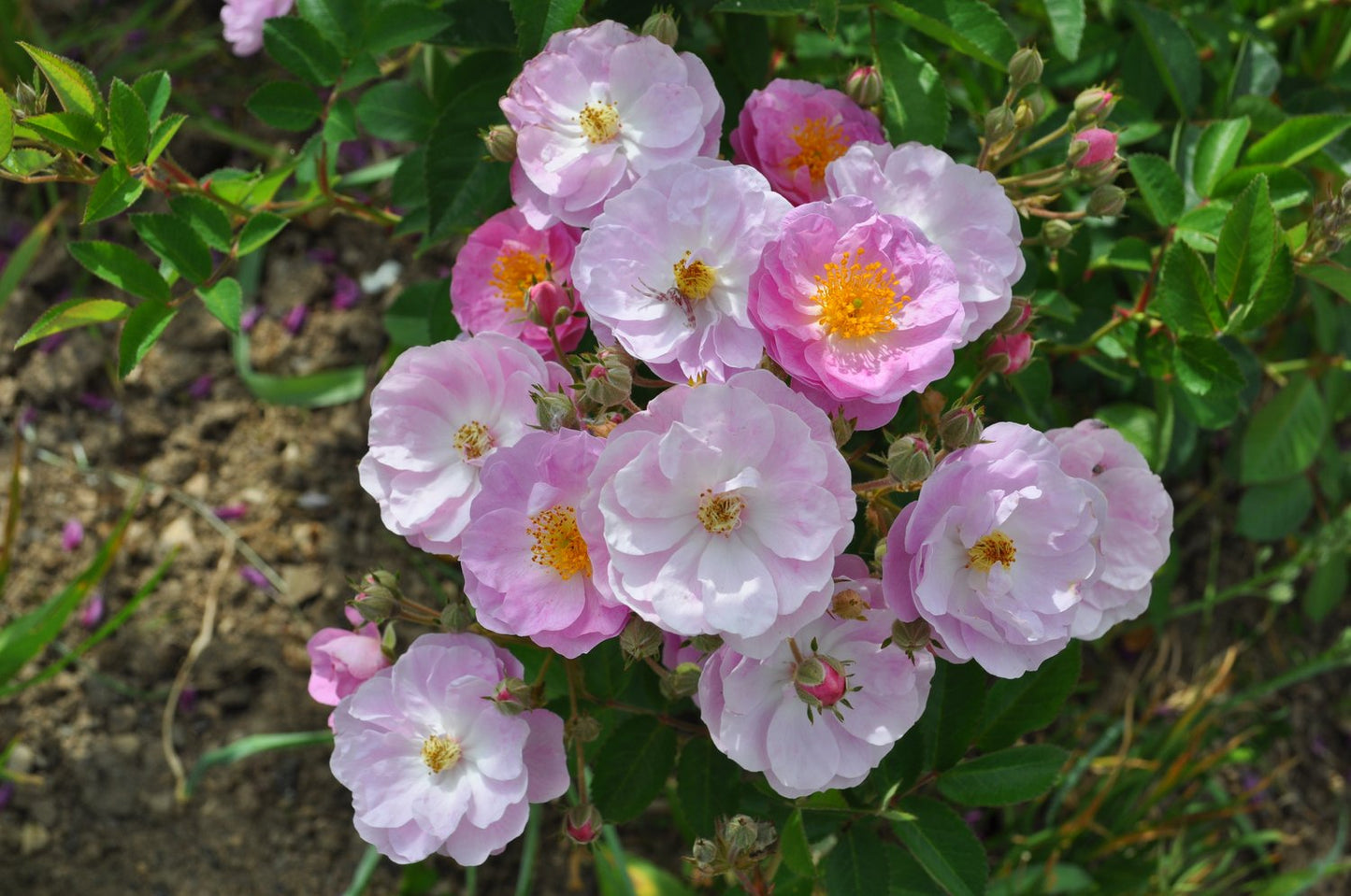 Rosa Gentle Cover