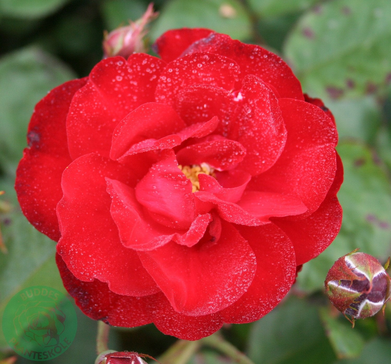 Rosa Lilli Marleen