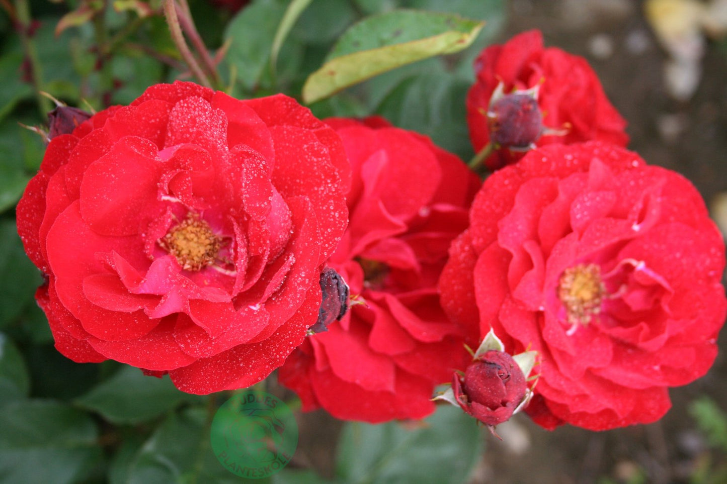 Rosa Lilli Marleen