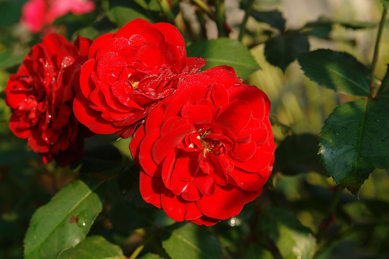 Rosa Lilli Marleen