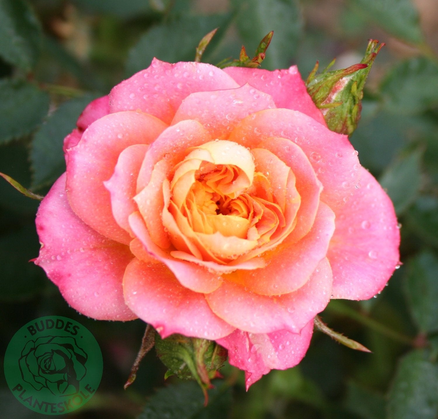 Rosa Mandarin