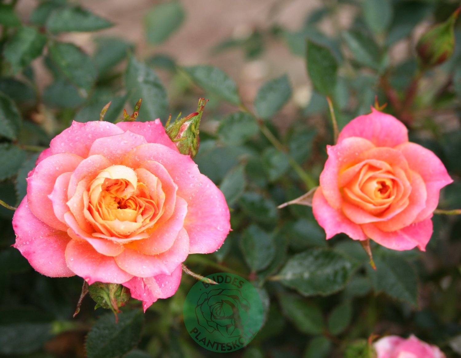 Rosa Mandarin