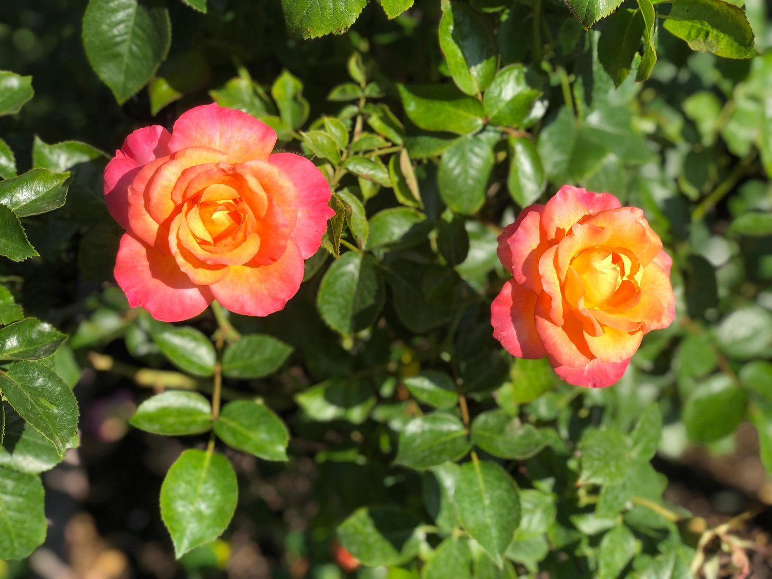 Rosa Mandarin