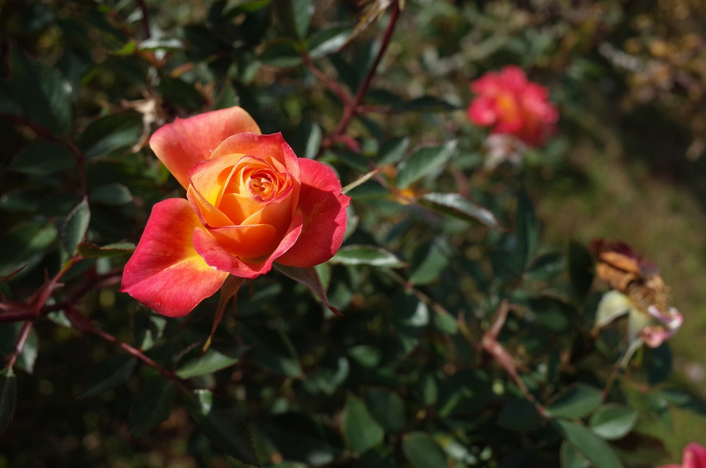 Rosa Mandarin
