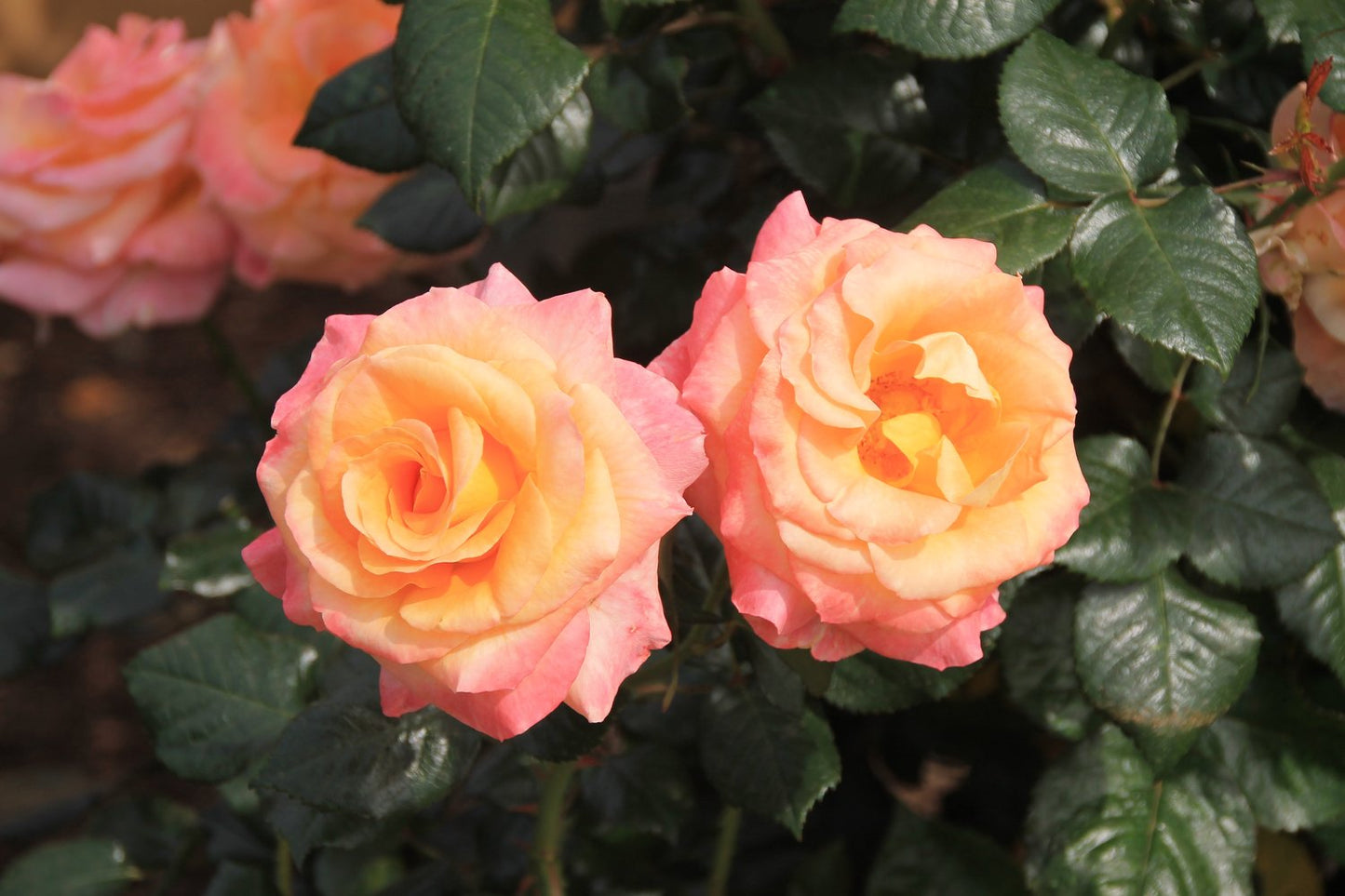Rosa Mandarin