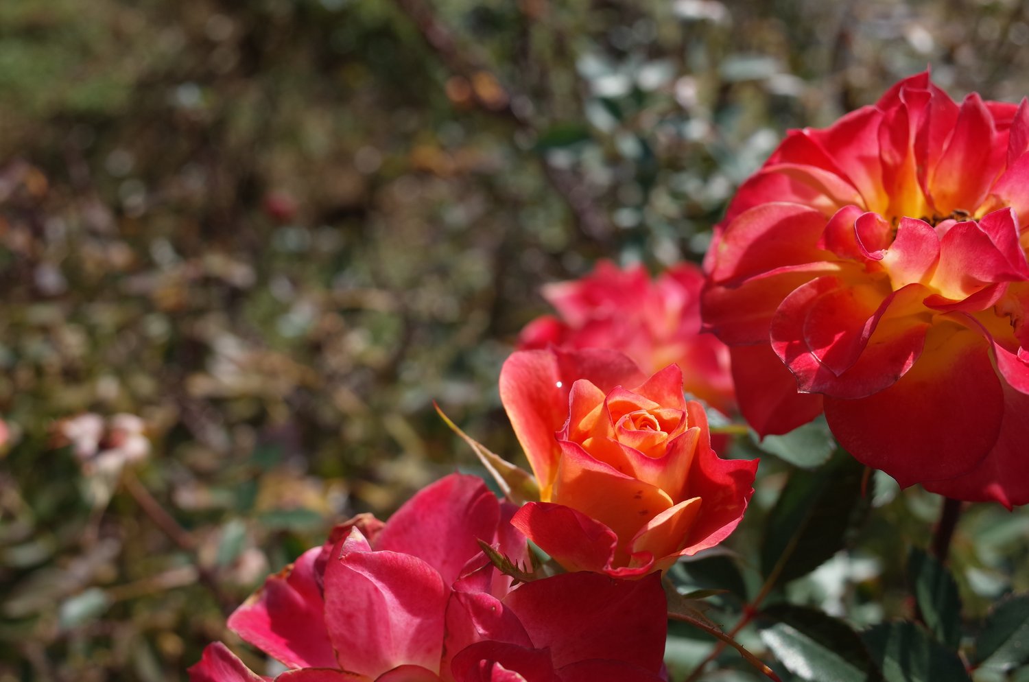 Rosa Mandarin