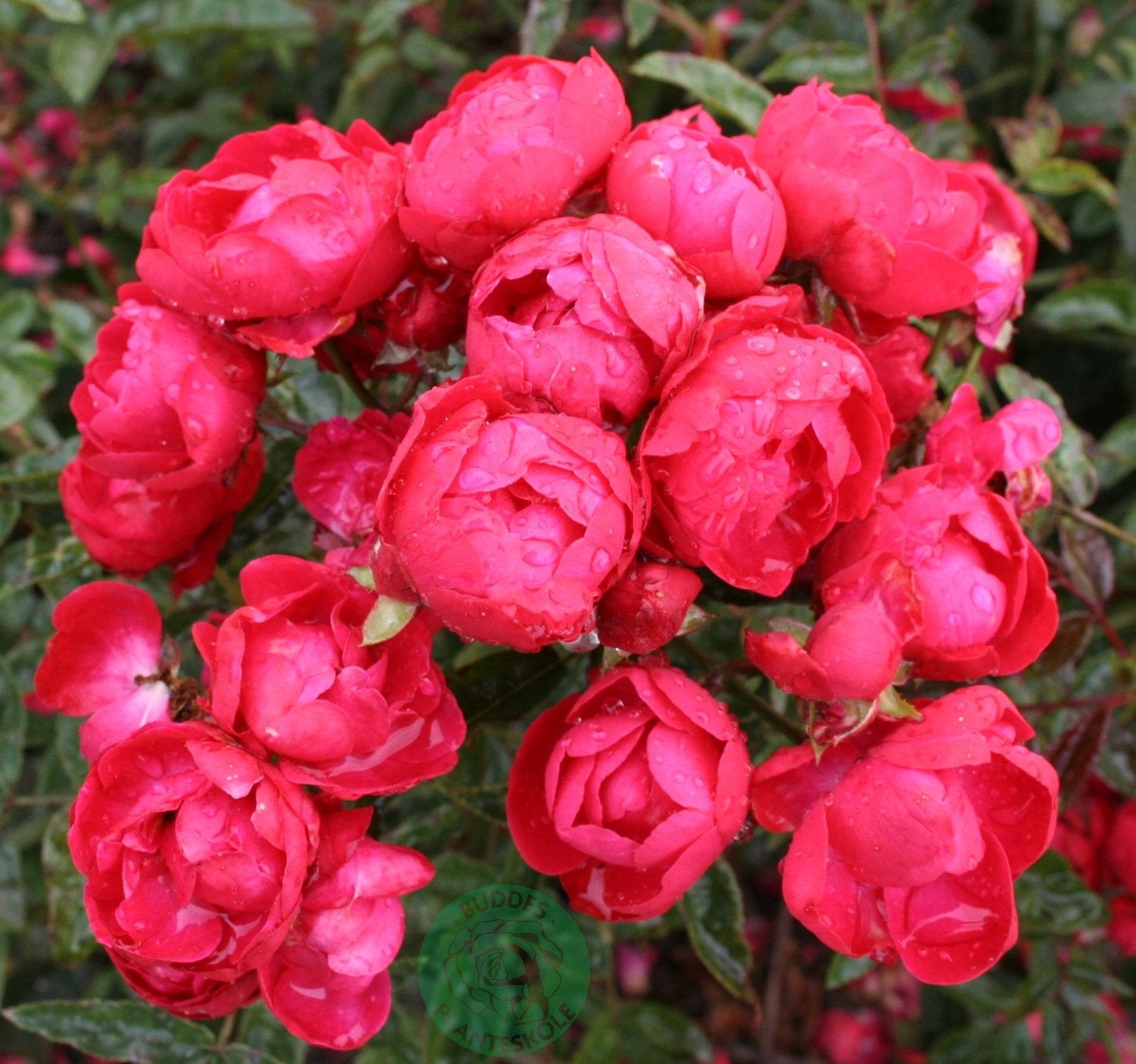 Rosa Morsdag