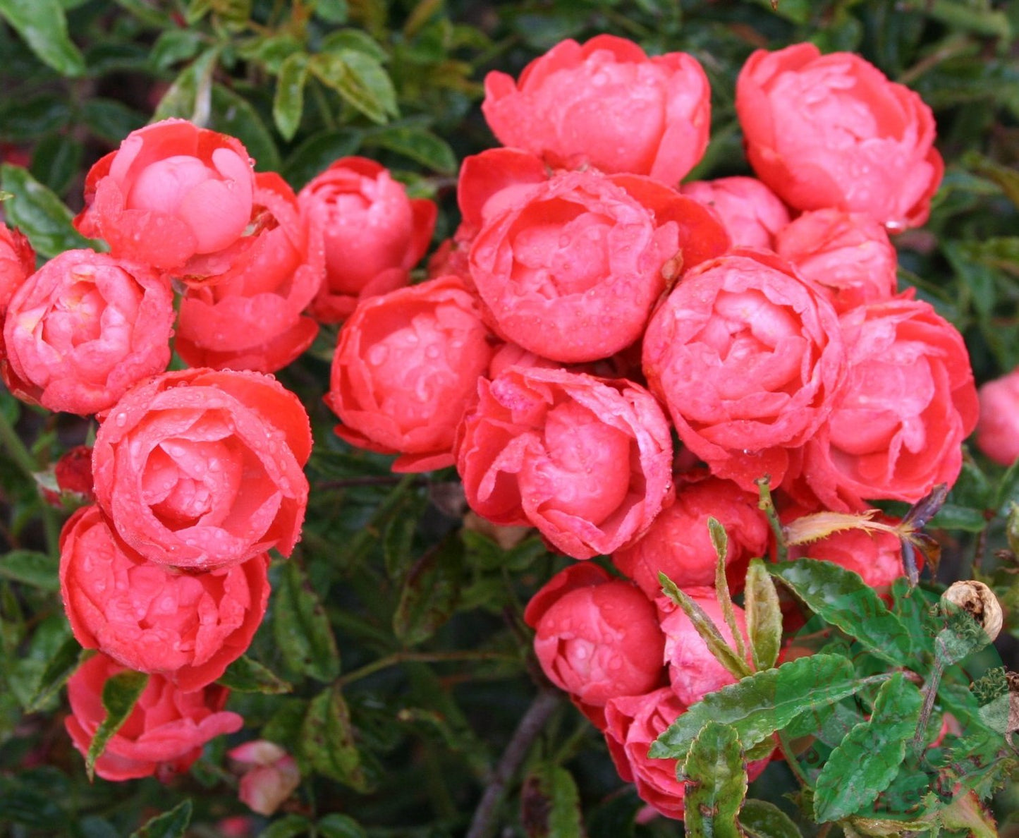 Rosa 'Orange Morsdag'