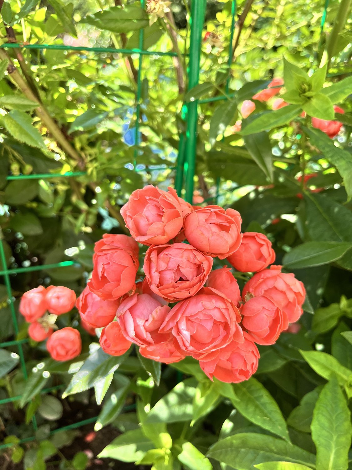 Rosa 'Orange Morsdag'
