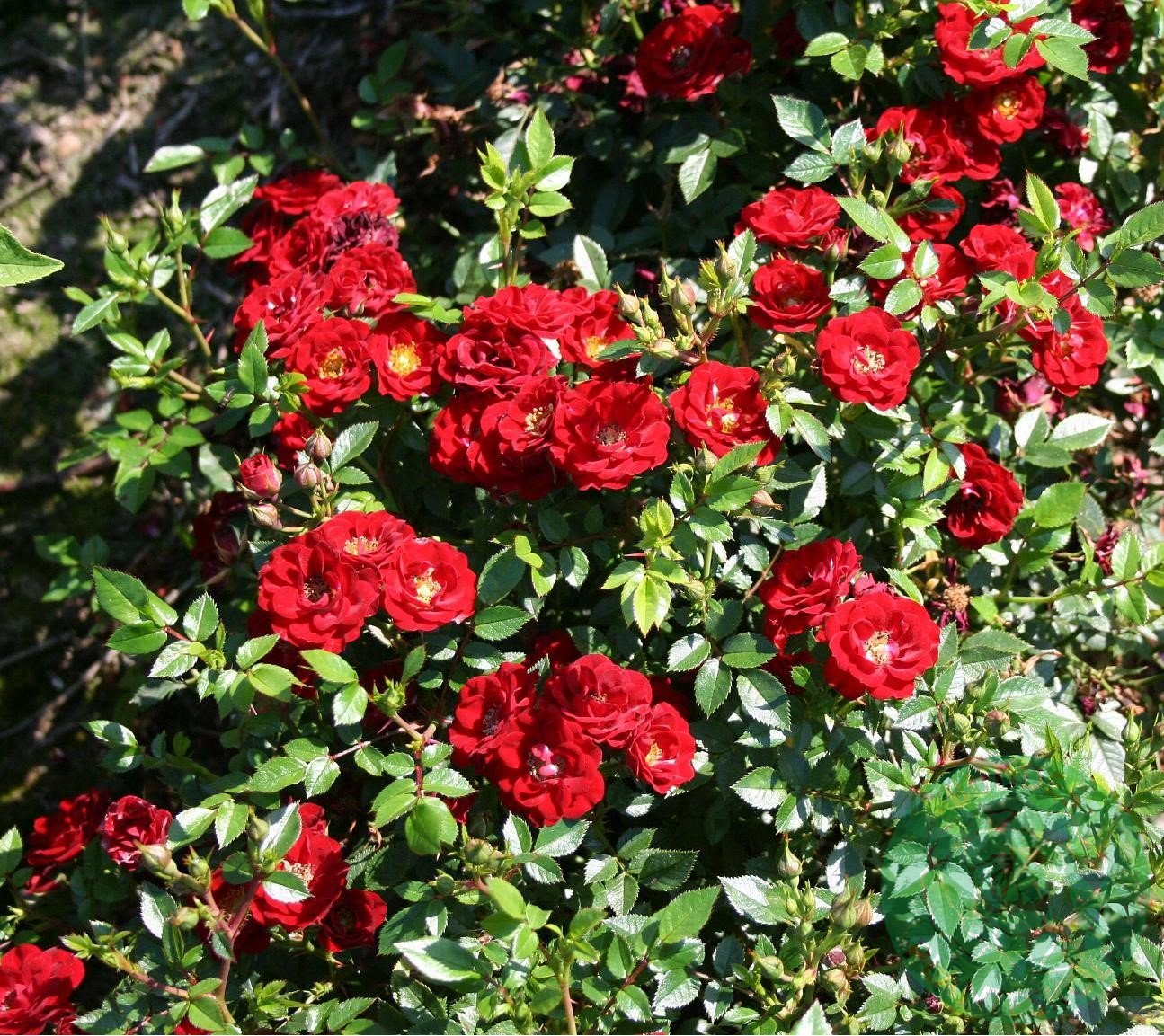 Rosa 'Peter Pan'