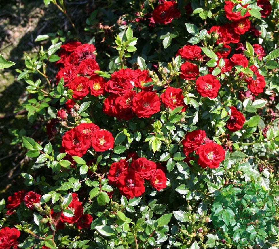 Rosa 'Peter Pan'