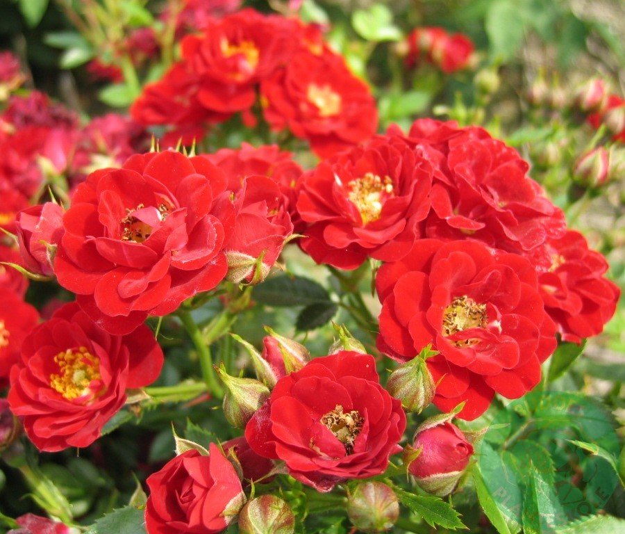 Rosa 'Peter Pan'