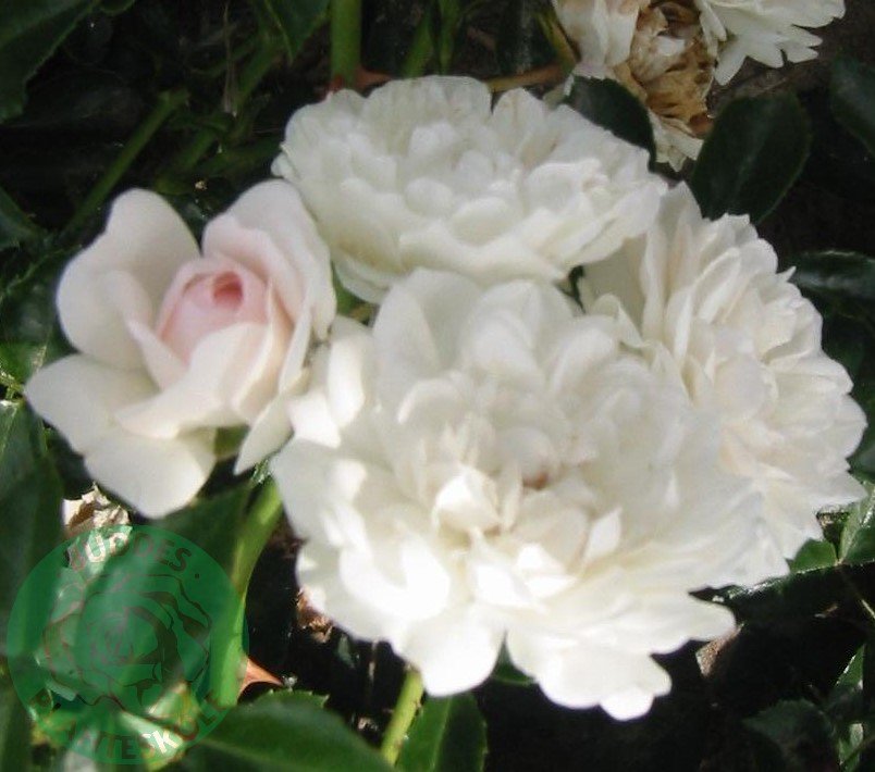 Rosa 'Sea Foam'