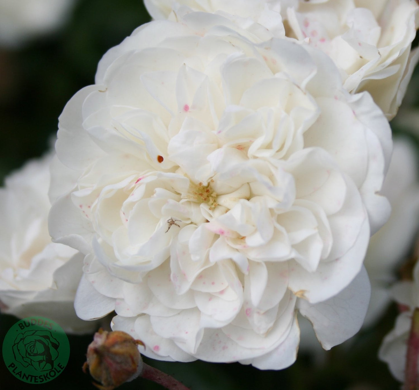Rosa 'Sea Foam'