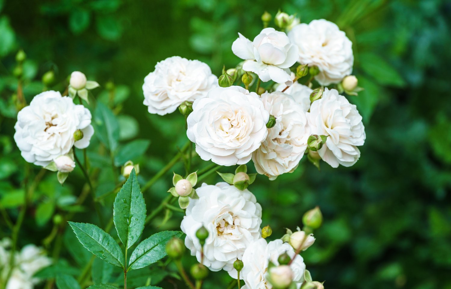 Rosa 'Sea Foam'