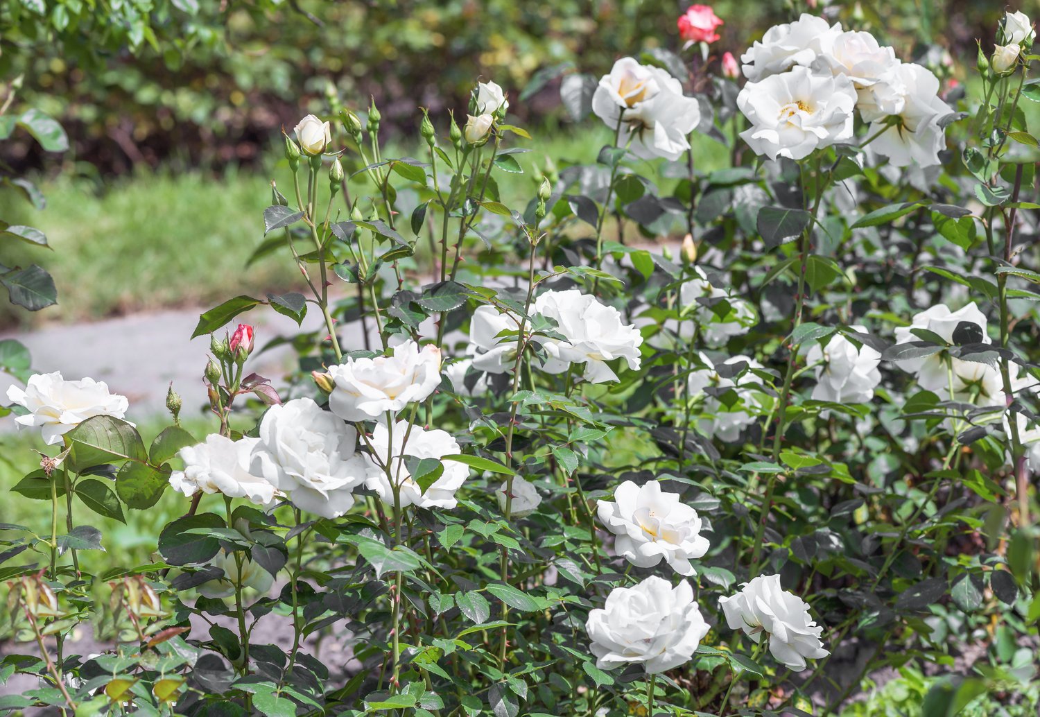 Rosa 'Sea Foam'