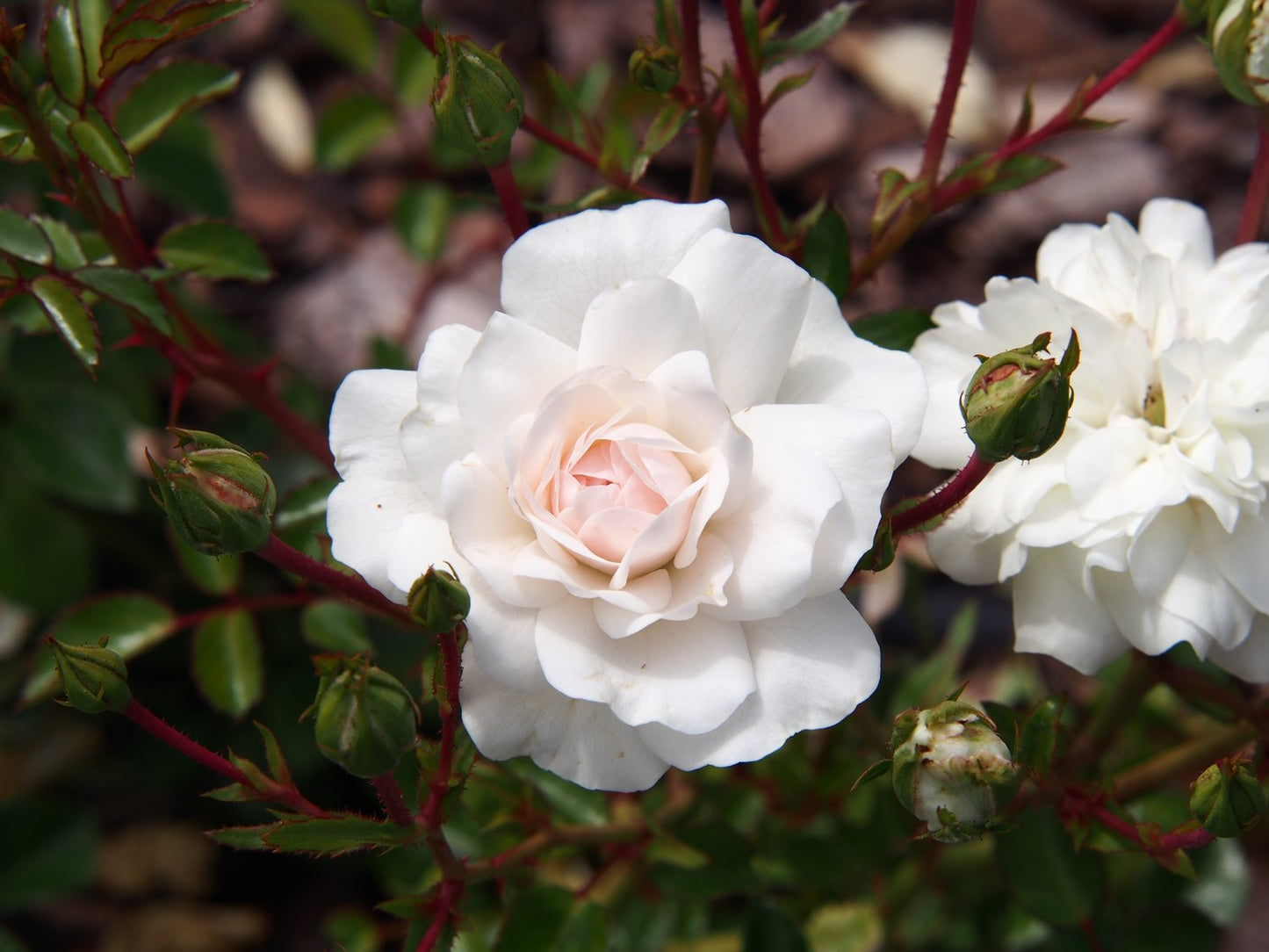 Rosa 'Sea Foam'