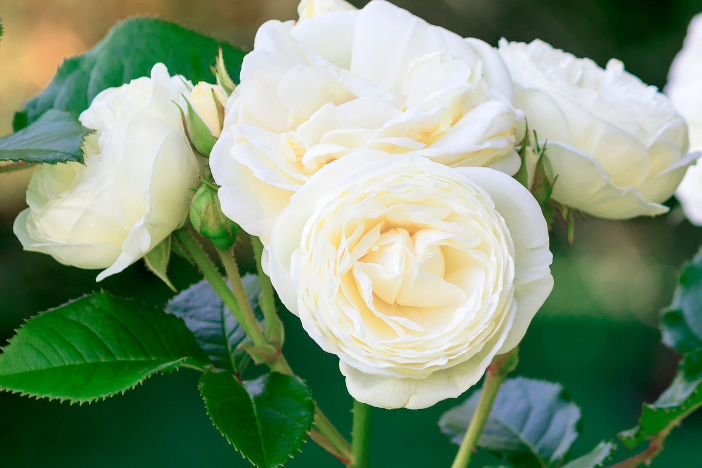 Rosa 'Snövit'