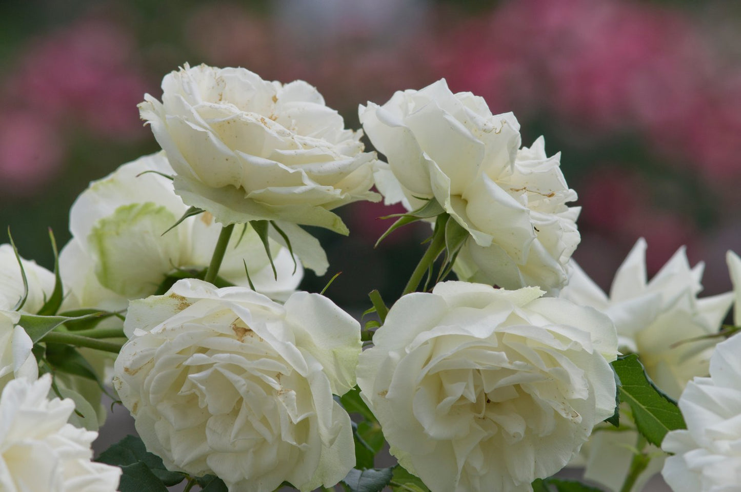 Rosa 'Snövit'
