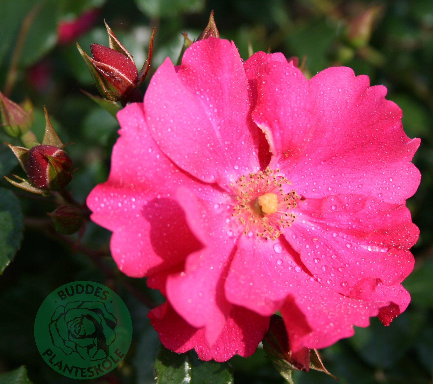 Rosa Sommermärchen