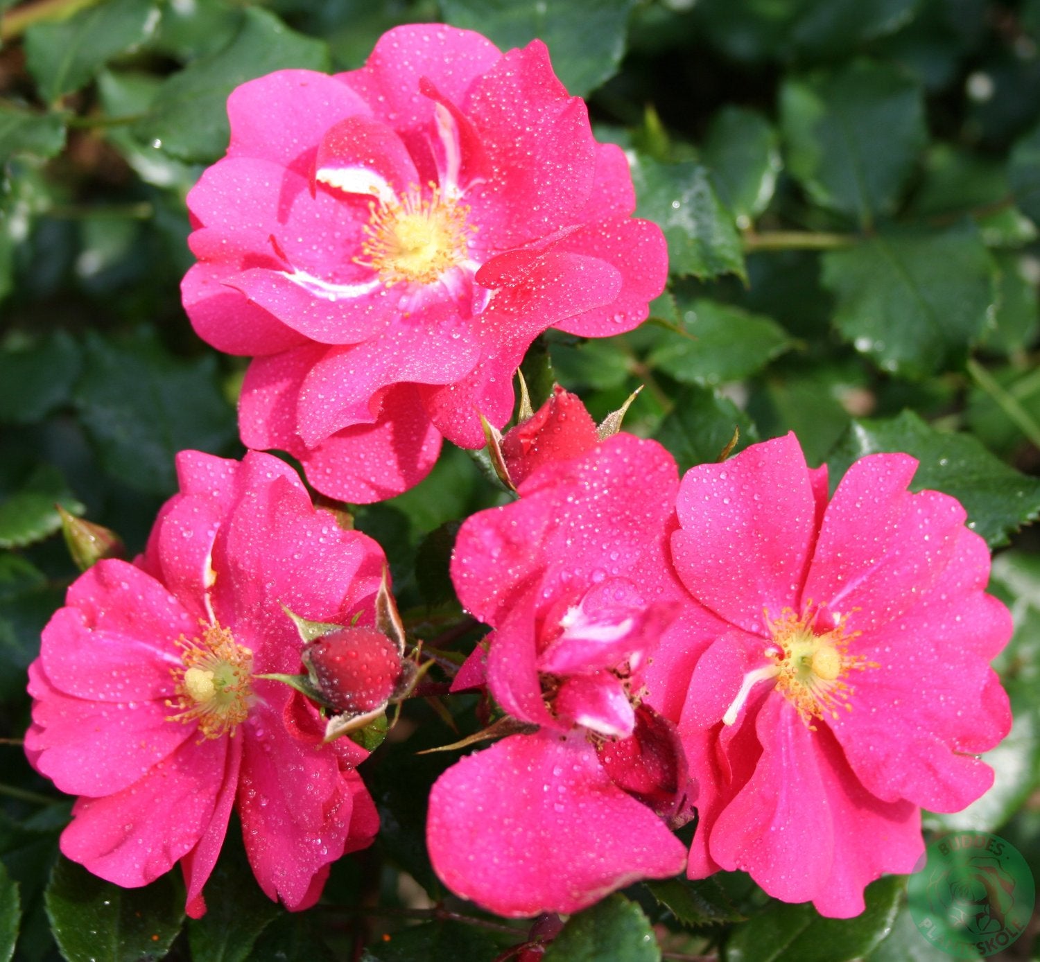 Rosa Sommermärchen