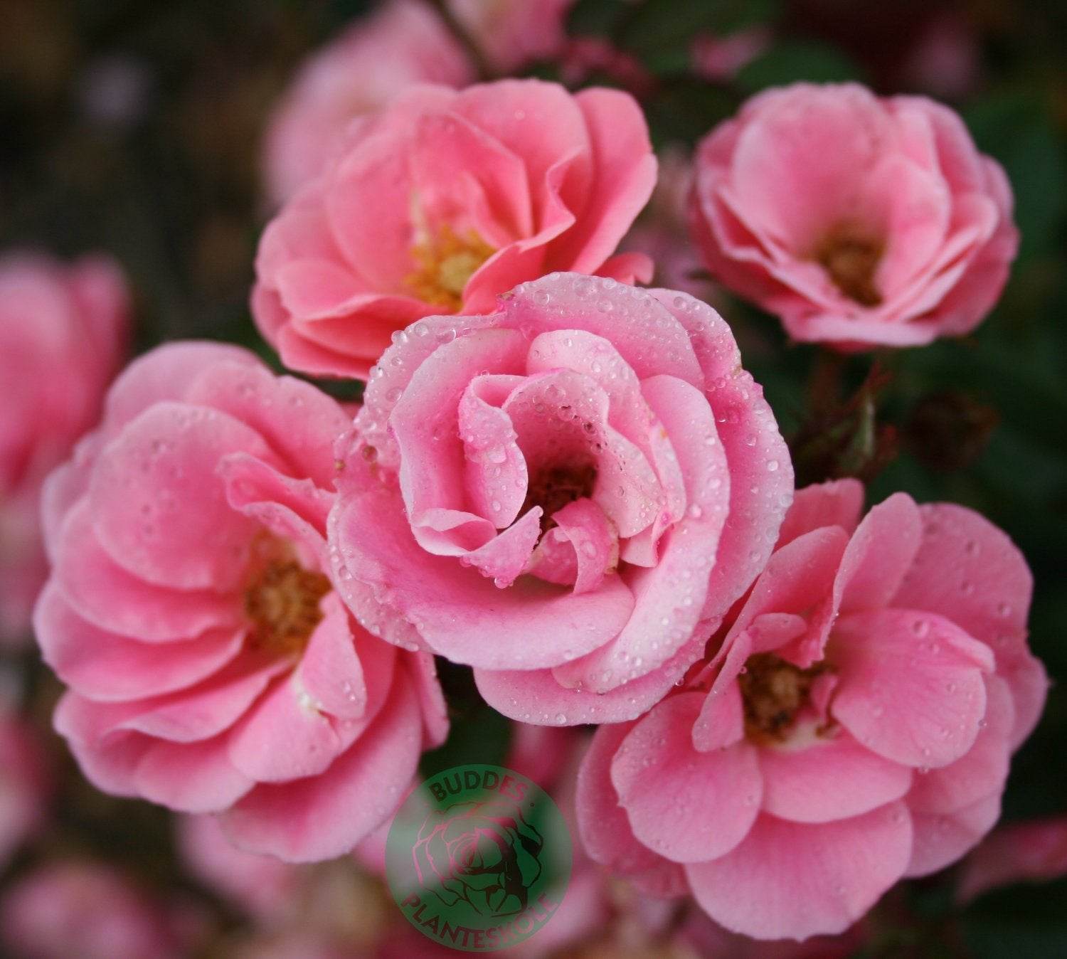 Rosa Sweet Cover