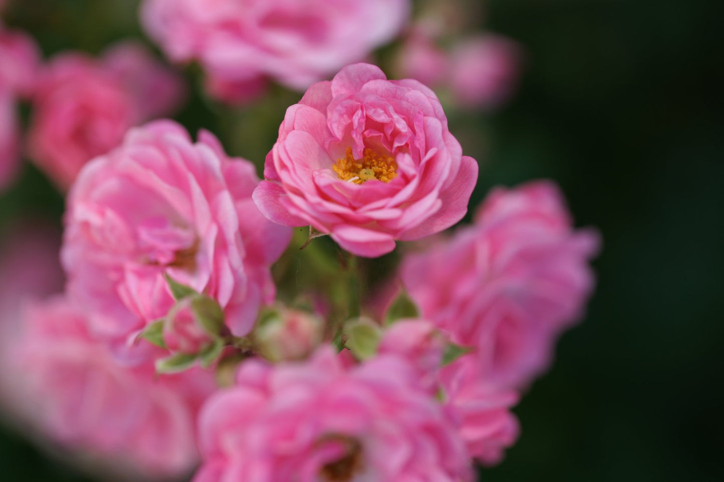 Rosa Sweet Cover